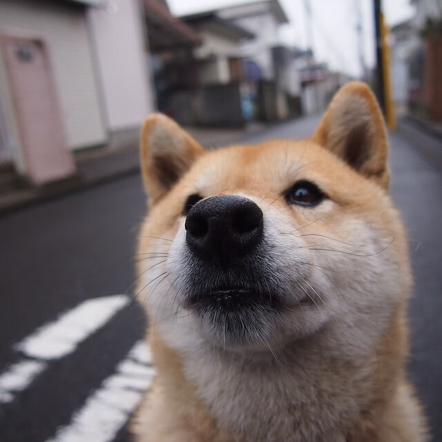 体育APP下载-三分线外的博弈，东契奇为现代篮球教科书写下新注脚
